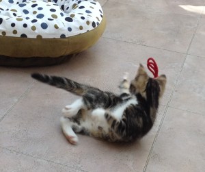 Tabby and white kitten playing with a red knotted pipe cleaner on a beige floor. In the background is a white and khaki cat bed with coloured spots.