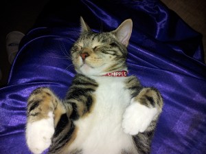 Tabby and white cat lying on a blue background with his paws out in front of him t-rex style. We just see the top half of him this picture,