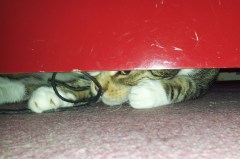 Don't ask me how he got under there.