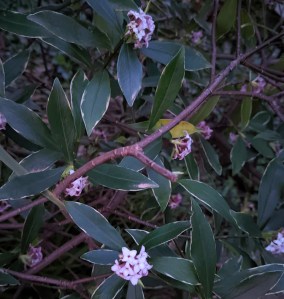 picture of the flowers described in this blog post