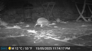 Grainy black and white night-vision photo of a hedgehog crossing a patio towards a food bowl. The hedgehog is in the centre and the ground before her slightly over exposed while behind is the hint of folding table and darkness.