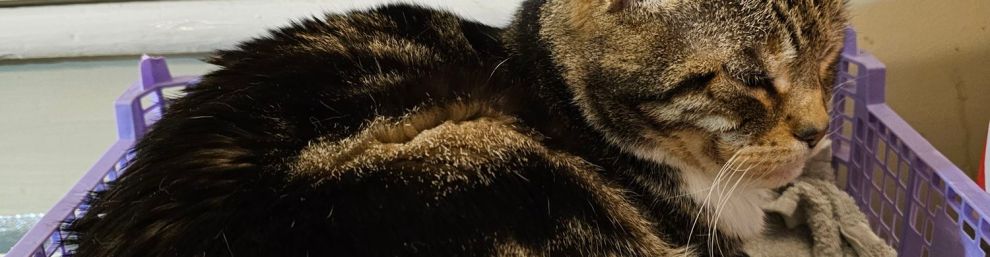 Picture of a tabby and white (although you can’t see much white) cat curled up in a mushroom box with a towel in it. Behind him a cream window blind and wall, in front the towel lining the box hangs over the front and you can see a little of the purple plastic from which the box is made and the wooden surface upon which the whole thing (and the cat) sits.