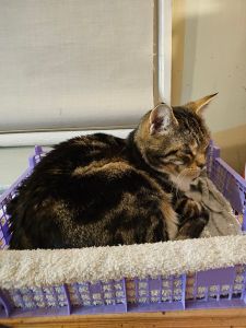 Picture of a tabby and white (although you can’t see much white) cat curled up in a mushroom box with a towel in it. Behind him a cream window blind and wall, in front the towel lining the box hangs over the front and you can see a little of the purple plastic from which the box is made and the wooden surface upon which the whole thing (and the cat) sits.