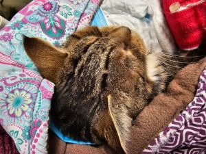 Head of a cat seen from above, the cat is wrapped in a pink, blue and white blanket.