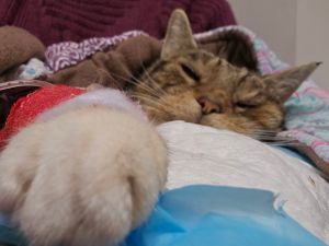 Head of a cat seen from in front with a paw stretched out in front of him which shows at the front of the person! The cat is wrapped in a pink, blue and white blanket.