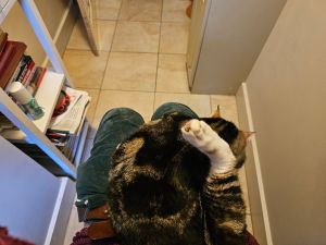 Tabby and white cat sitting on a lap with green, velvet trousered knees sticking out beyond him. The floor is tiled and it’s pretty clear the person he’s sitting on is on the loo.