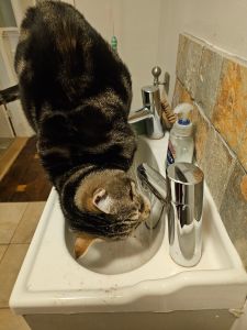 tabby and white cat standing on a washbasin. The taps are silver and one is turned on. The cat is leaning in drinking the water that’s coming out of the tap. The splashback to the basin, on our right, is brown/beige/taupe stone tiles.