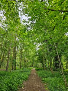 Green trees and a reddish earth path which runs straight through them into the distance